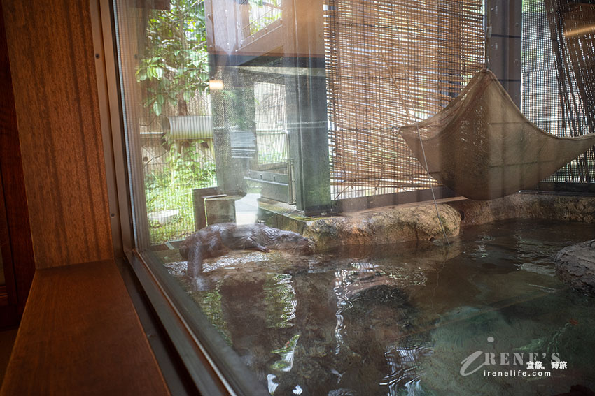 沖繩親子必訪景點|集結動物園和遊樂園的好玩景點,15歲以下孩童免費入園 沖繩親子必訪景點|集結動物園和遊樂園的好玩景點,15歲以下孩童免費入園
