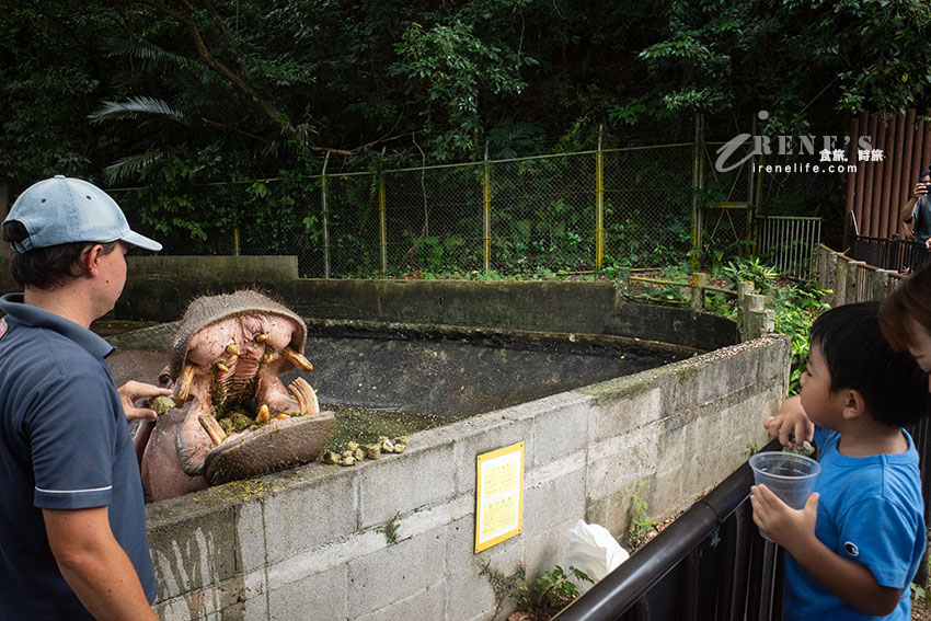 沖繩親子必訪景點|集結動物園和遊樂園的好玩景點,15歲以下孩童免費入園 沖繩親子必訪景點|集結動物園和遊樂園的好玩景點,15歲以下孩童免費入園