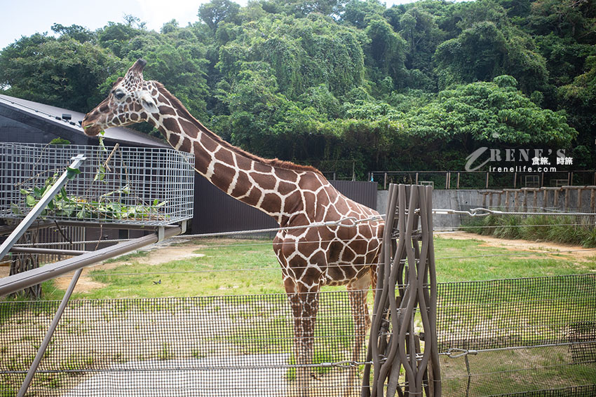 沖繩親子必訪景點｜集結動物園和遊樂園的好玩景點，15歲以下孩童免費入園
