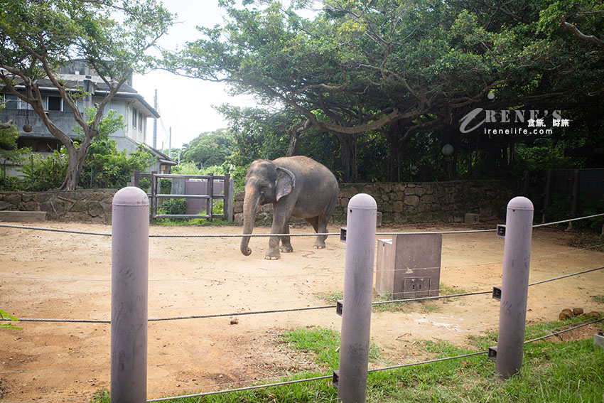沖繩親子必訪景點|集結動物園和遊樂園的好玩景點,15歲以下孩童免費入園 沖繩親子必訪景點|集結動物園和遊樂園的好玩景點,15歲以下孩童免費入園