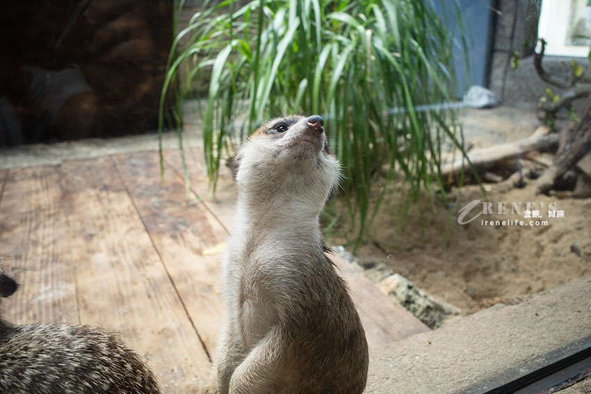 沖繩親子必訪景點|集結動物園和遊樂園的好玩景點,15歲以下孩童免費入園 沖繩親子必訪景點|集結動物園和遊樂園的好玩景點,15歲以下孩童免費入園