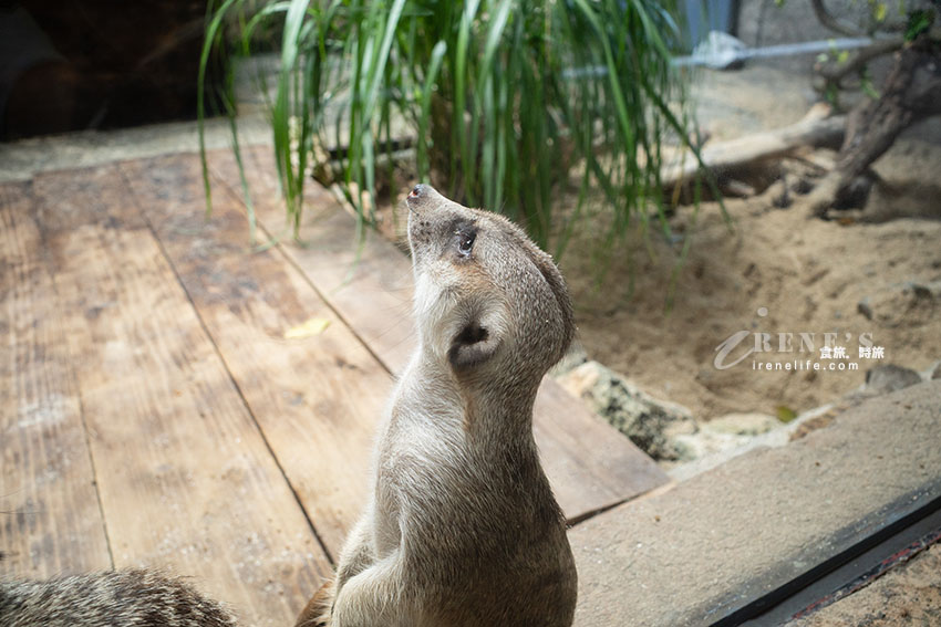 沖繩親子必訪景點｜集結動物園和遊樂園的好玩景點，15歲以下孩童免費入園