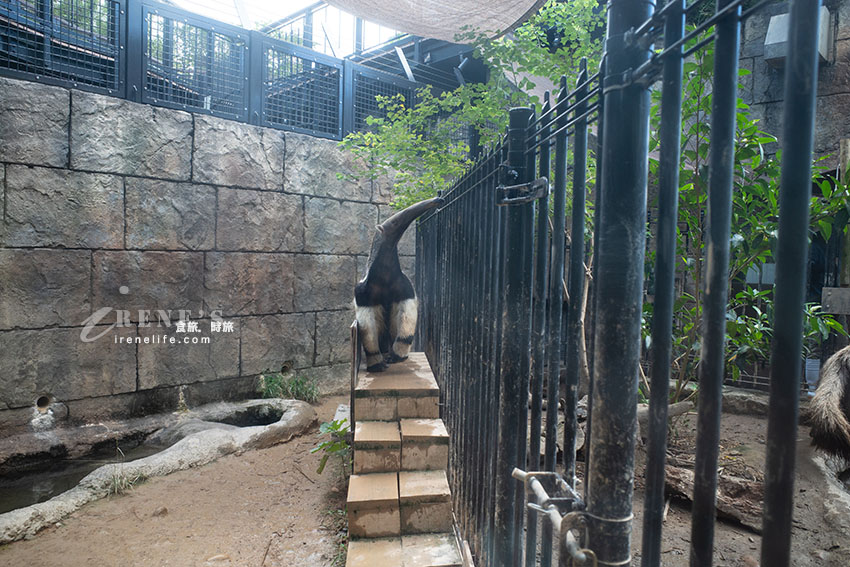 沖繩親子必訪景點|集結動物園和遊樂園的好玩景點,15歲以下孩童免費入園 沖繩親子必訪景點|集結動物園和遊樂園的好玩景點,15歲以下孩童免費入園