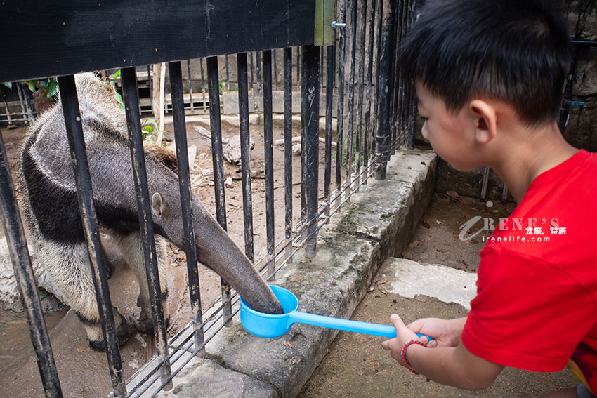 沖繩親子必訪景點|集結動物園和遊樂園的好玩景點,15歲以下孩童免費入園 沖繩親子必訪景點|集結動物園和遊樂園的好玩景點,15歲以下孩童免費入園