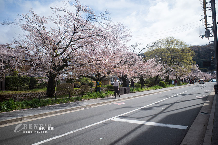 「日本道路百選」之一,櫻花季節的賞櫻勝地,櫻花、溪水唯美至極 「日本道路百選」之一,櫻花季節的賞櫻勝地,櫻花、溪水唯美至極