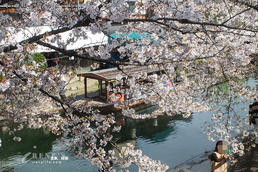 推薦京都賞櫻景點，小舟、川流、櫻花隧道，唯美到令人屏息