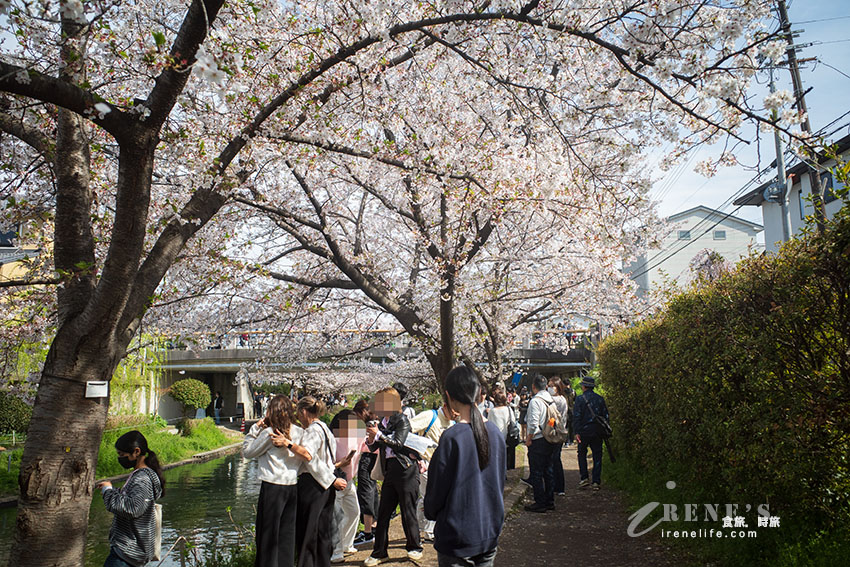 推薦京都賞櫻景點，小舟、川流、櫻花隧道，唯美到令人屏息