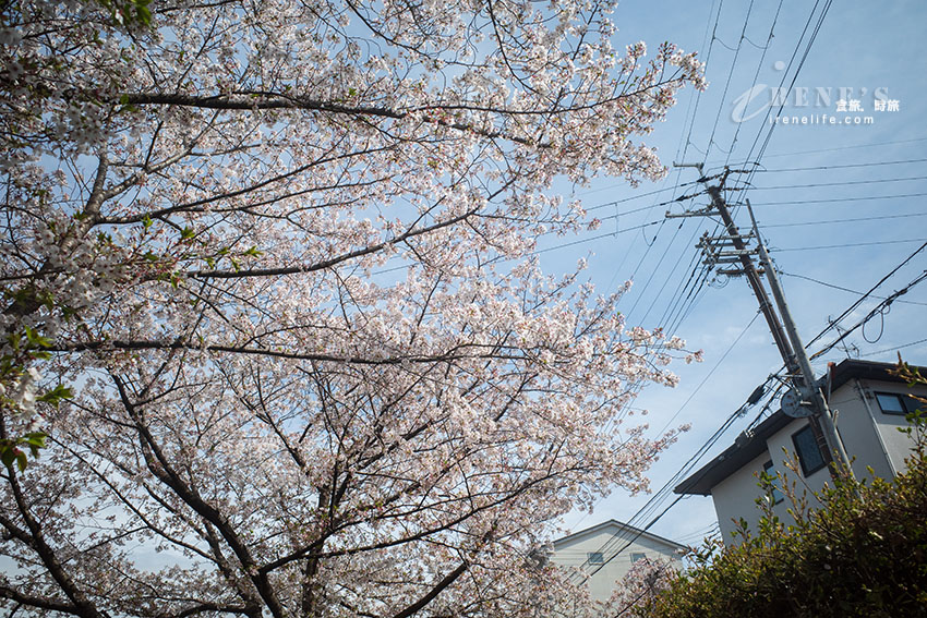 推薦京都賞櫻景點，小舟、川流、櫻花隧道，唯美到令人屏息
