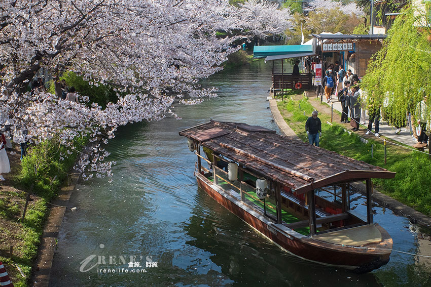 推薦京都賞櫻景點，小舟、川流、櫻花隧道，唯美到令人屏息