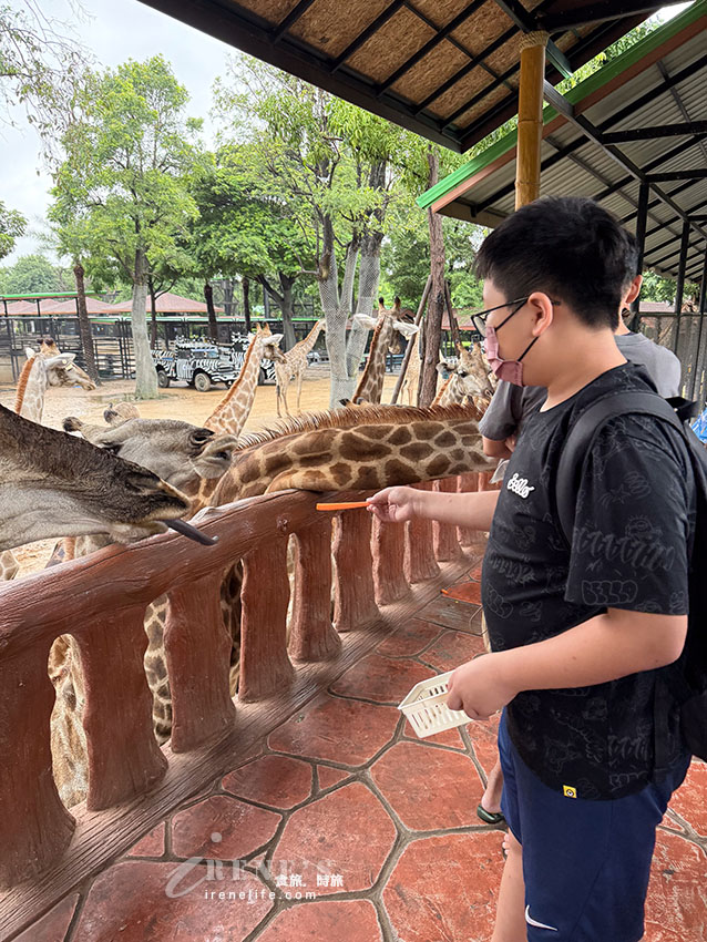被成群長頸鹿包圍!大城獅子王動物園:吉普車合照登記技巧、各動物互動費用總整理 被成群長頸鹿包圍!大城獅子王動物園:吉普車合照登記技巧、各動物互動費用總整理
