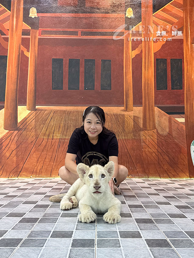 被成群長頸鹿包圍!大城獅子王動物園:吉普車合照登記技巧、各動物互動費用總整理 被成群長頸鹿包圍!大城獅子王動物園:吉普車合照登記技巧、各動物互動費用總整理