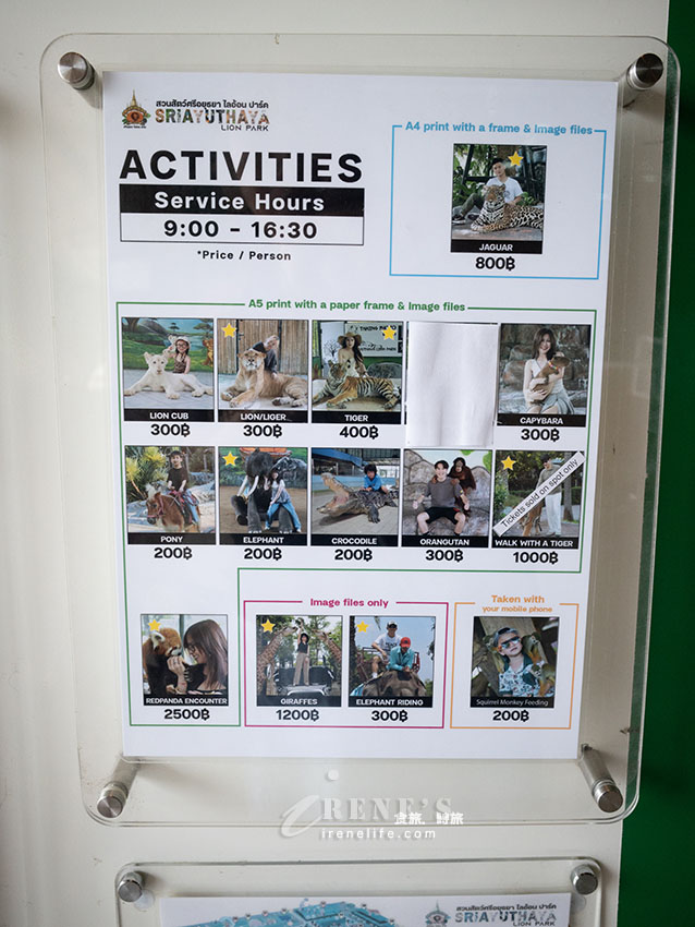 被成群長頸鹿包圍！大城獅子王動物園：吉普車合照登記技巧、各動物互動費用總整理
