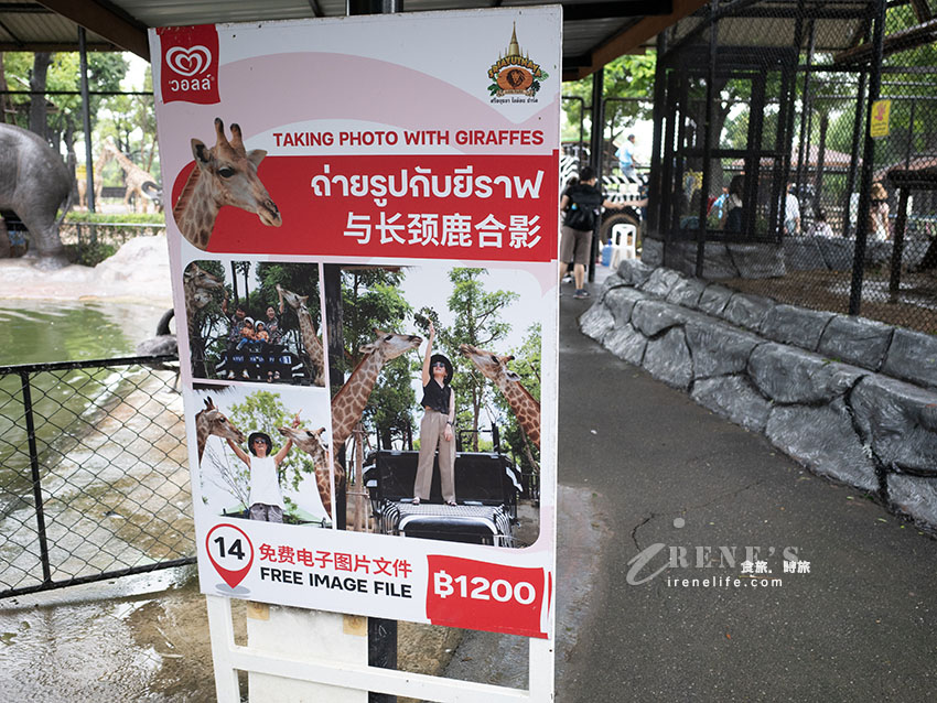 被成群長頸鹿包圍!大城獅子王動物園:吉普車合照登記技巧、各動物互動費用總整理 被成群長頸鹿包圍!大城獅子王動物園:吉普車合照登記技巧、各動物互動費用總整理