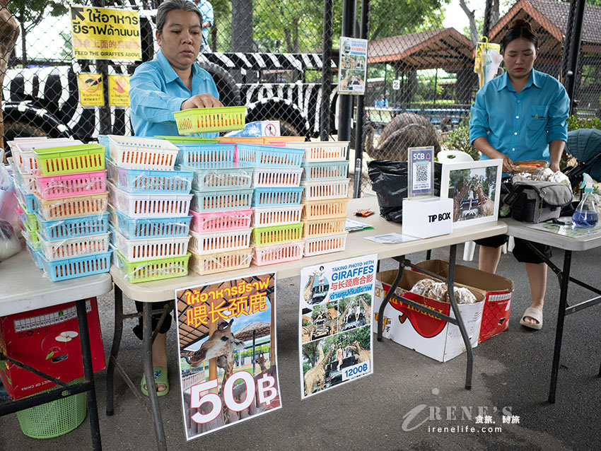 被成群長頸鹿包圍!大城獅子王動物園:吉普車合照登記技巧、各動物互動費用總整理 被成群長頸鹿包圍!大城獅子王動物園:吉普車合照登記技巧、各動物互動費用總整理