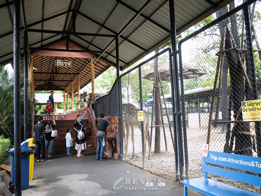 被成群長頸鹿包圍！大城獅子王動物園：吉普車合照登記技巧、各動物互動費用總整理