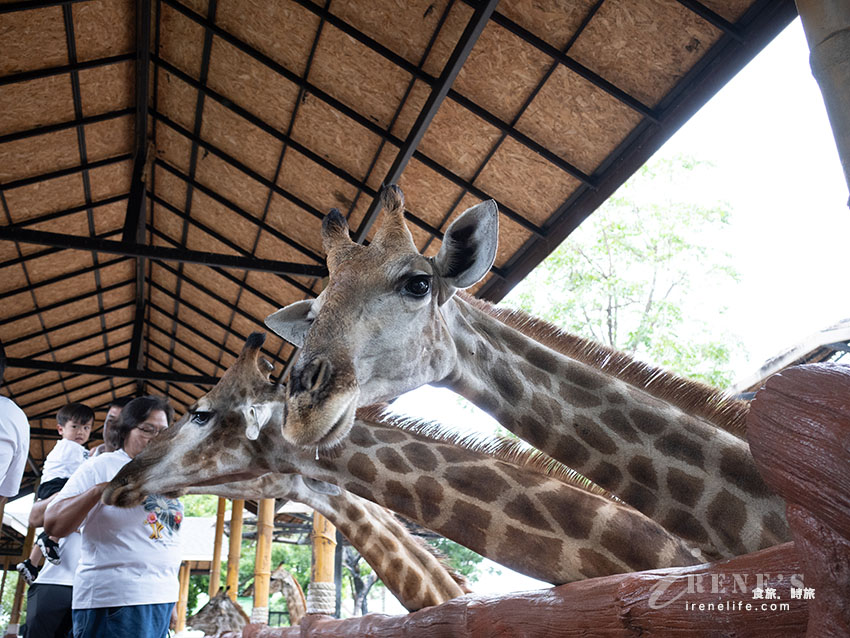網站近期文章：被成群長頸鹿包圍！大城獅子王動物園：吉普車合照登記技巧、各動物互動費用總整理