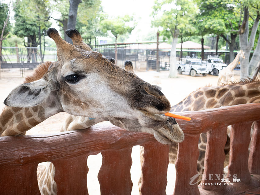 被成群長頸鹿包圍!大城獅子王動物園:吉普車合照登記技巧、各動物互動費用總整理 被成群長頸鹿包圍!大城獅子王動物園:吉普車合照登記技巧、各動物互動費用總整理