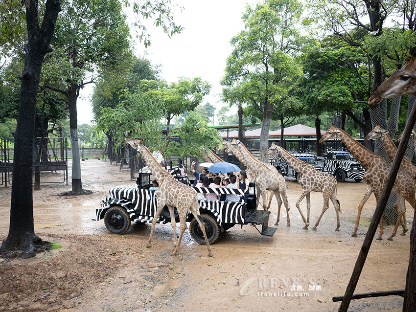 被成群長頸鹿包圍!大城獅子王動物園:吉普車合照登記技巧、各動物互動費用總整理 被成群長頸鹿包圍!大城獅子王動物園:吉普車合照登記技巧、各動物互動費用總整理