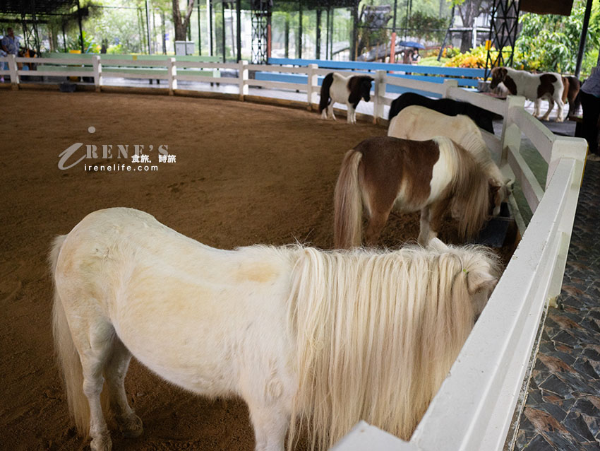 被成群長頸鹿包圍！大城獅子王動物園：吉普車合照登記技巧、各動物互動費用總整理