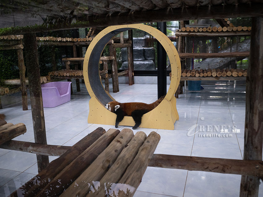被成群長頸鹿包圍!大城獅子王動物園:吉普車合照登記技巧、各動物互動費用總整理 被成群長頸鹿包圍!大城獅子王動物園:吉普車合照登記技巧、各動物互動費用總整理