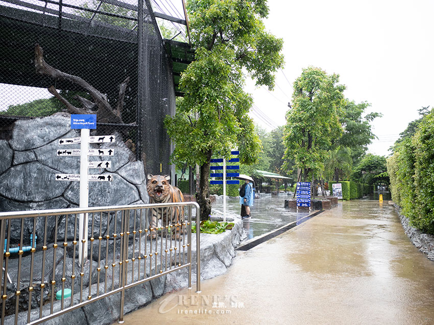 被成群長頸鹿包圍!大城獅子王動物園:吉普車合照登記技巧、各動物互動費用總整理 被成群長頸鹿包圍!大城獅子王動物園:吉普車合照登記技巧、各動物互動費用總整理