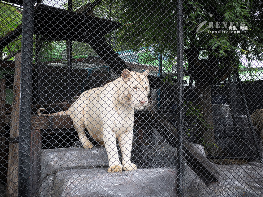 被成群長頸鹿包圍!大城獅子王動物園:吉普車合照登記技巧、各動物互動費用總整理 被成群長頸鹿包圍!大城獅子王動物園:吉普車合照登記技巧、各動物互動費用總整理
