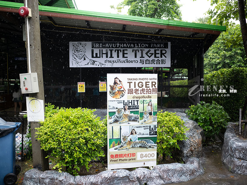 被成群長頸鹿包圍!大城獅子王動物園:吉普車合照登記技巧、各動物互動費用總整理 被成群長頸鹿包圍!大城獅子王動物園:吉普車合照登記技巧、各動物互動費用總整理