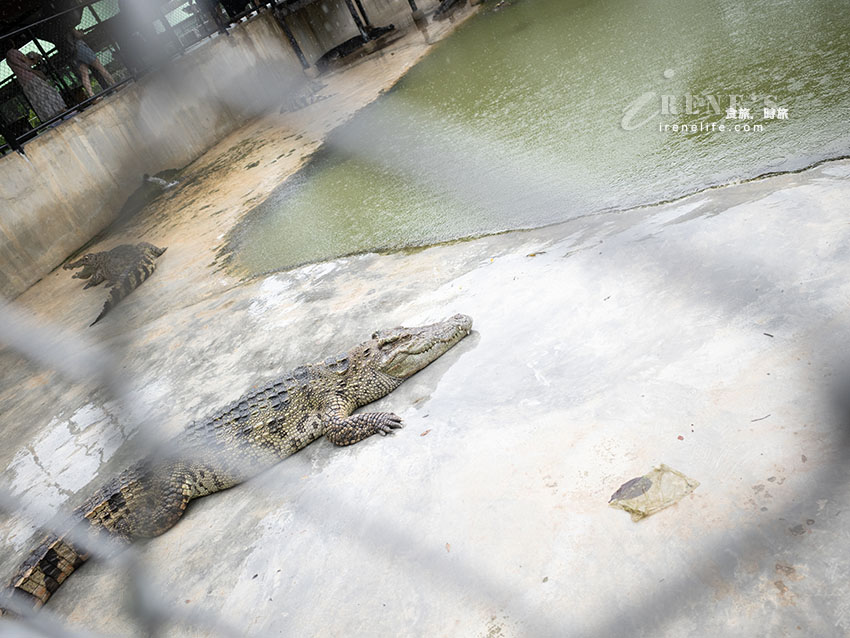 被成群長頸鹿包圍!大城獅子王動物園:吉普車合照登記技巧、各動物互動費用總整理 被成群長頸鹿包圍!大城獅子王動物園:吉普車合照登記技巧、各動物互動費用總整理