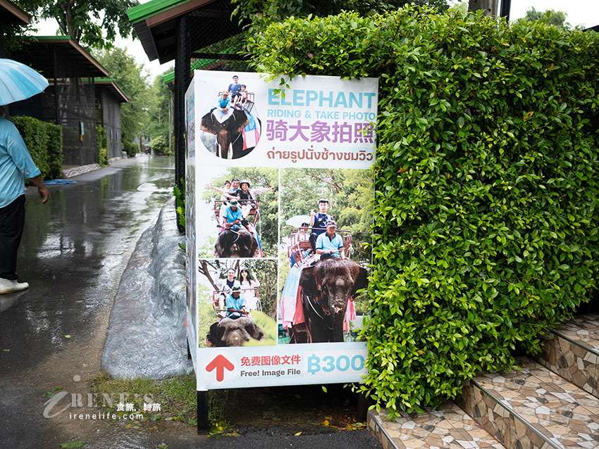 被成群長頸鹿包圍!大城獅子王動物園:吉普車合照登記技巧、各動物互動費用總整理 被成群長頸鹿包圍!大城獅子王動物園:吉普車合照登記技巧、各動物互動費用總整理