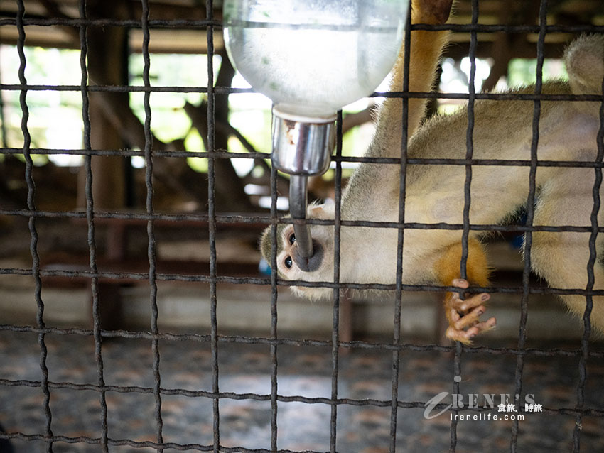 被成群長頸鹿包圍!大城獅子王動物園:吉普車合照登記技巧、各動物互動費用總整理 被成群長頸鹿包圍!大城獅子王動物園:吉普車合照登記技巧、各動物互動費用總整理