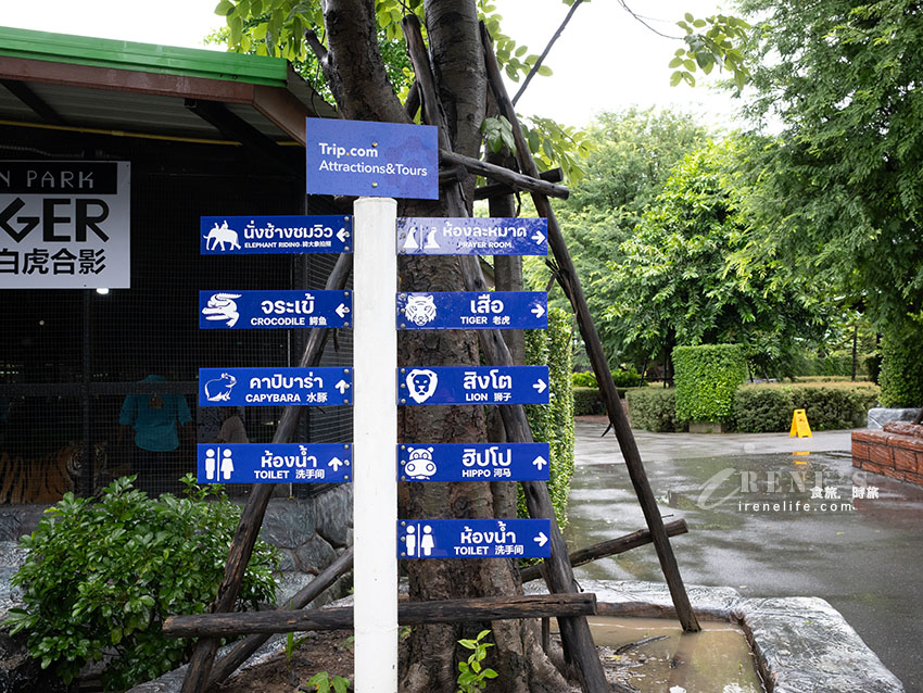 被成群長頸鹿包圍!大城獅子王動物園:吉普車合照登記技巧、各動物互動費用總整理 被成群長頸鹿包圍!大城獅子王動物園:吉普車合照登記技巧、各動物互動費用總整理