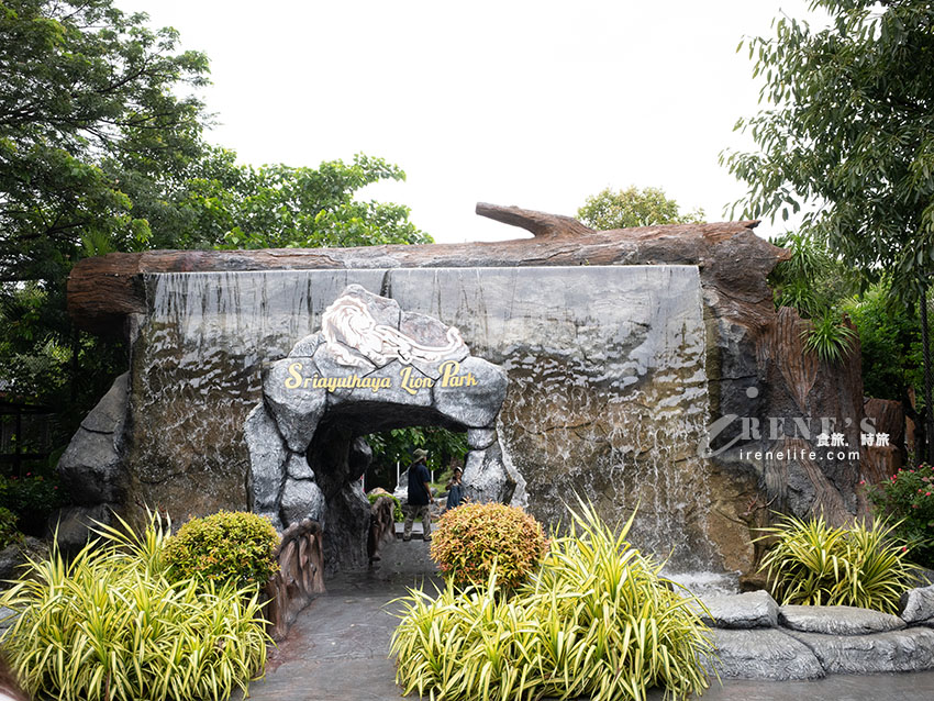 被成群長頸鹿包圍!大城獅子王動物園:吉普車合照登記技巧、各動物互動費用總整理 被成群長頸鹿包圍!大城獅子王動物園:吉普車合照登記技巧、各動物互動費用總整理
